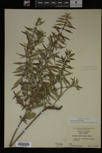 Image Associated With the Occurrence