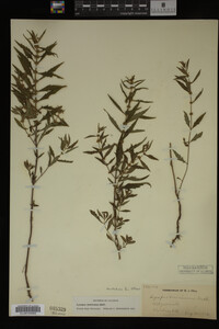Image Associated With the Occurrence