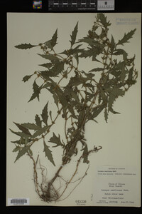 Image Associated With the Occurrence