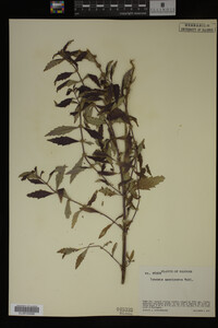 Image Associated With the Occurrence