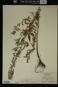 Image Associated With the Occurrence
