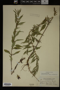 Image Associated With the Occurrence
