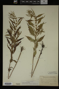 Image Associated With the Occurrence