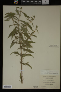 Image Associated With the Occurrence