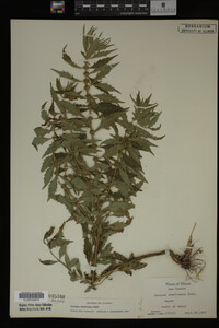 Image Associated With the Occurrence