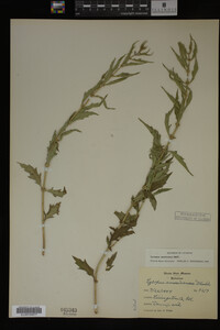 Image Associated With the Occurrence