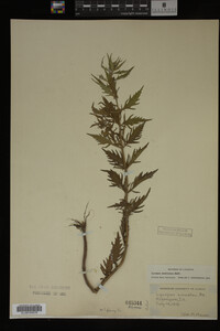 Image Associated With the Occurrence