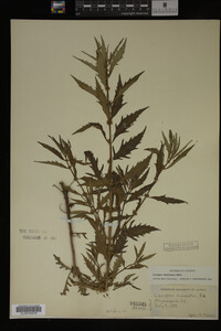 Image Associated With the Occurrence