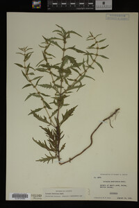 Image Associated With the Occurrence