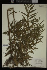 Image Associated With the Occurrence
