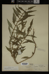 Image Associated With the Occurrence