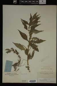 Image Associated With the Occurrence