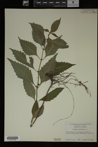Image Associated With the Occurrence