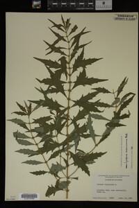 Image Associated With the Occurrence