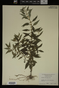 Image Associated With the Occurrence