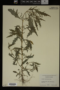Image Associated With the Occurrence