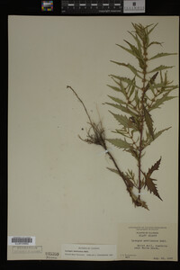 Image Associated With the Occurrence