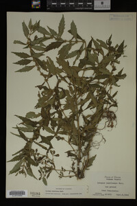 Image Associated With the Occurrence