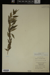 Image Associated With the Occurrence