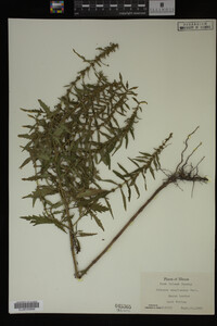 Image Associated With the Occurrence