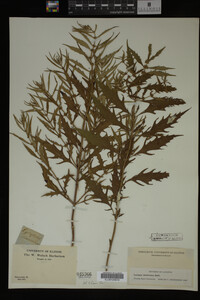 Image Associated With the Occurrence