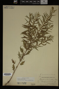 Image Associated With the Occurrence