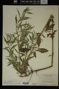 Image Associated With the Occurrence