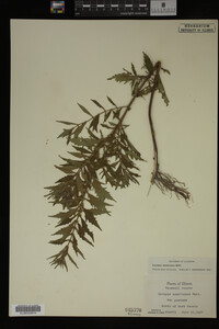 Image Associated With the Occurrence