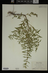 Image Associated With the Occurrence