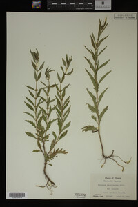 Image Associated With the Occurrence