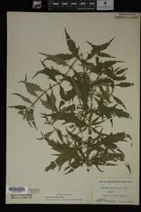 Image Associated With the Occurrence