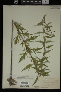 Image Associated With the Occurrence