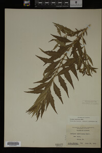 Image Associated With the Occurrence