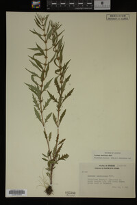 Image Associated With the Occurrence