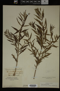 Image Associated With the Occurrence