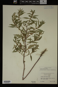 Image Associated With the Occurrence