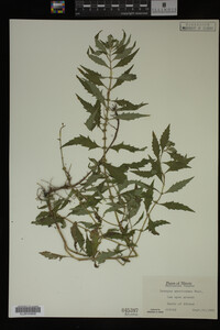 Image Associated With the Occurrence
