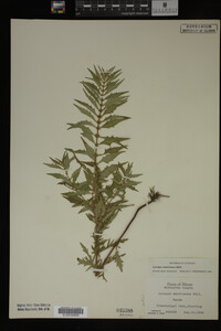 Image Associated With the Occurrence