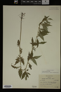 Image Associated With the Occurrence