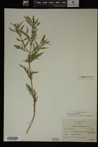 Image Associated With the Occurrence