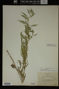 Image Associated With the Occurrence