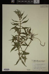 Image Associated With the Occurrence