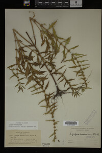 Image Associated With the Occurrence