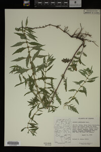 Image Associated With the Occurrence