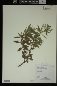 Image Associated With the Occurrence