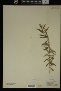 Image Associated With the Occurrence