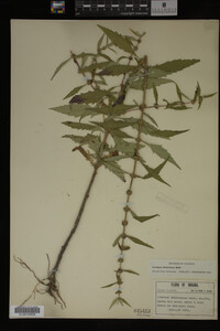 Image Associated With the Occurrence