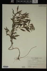 Image Associated With the Occurrence