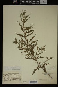Image Associated With the Occurrence