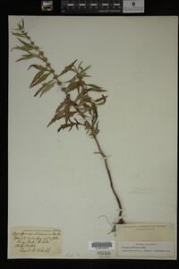 Image Associated With the Occurrence